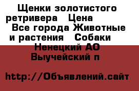 Щенки золотистого ретривера › Цена ­ 15 000 - Все города Животные и растения » Собаки   . Ненецкий АО,Выучейский п.